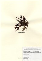 藏品(硬盾果藻)的圖片